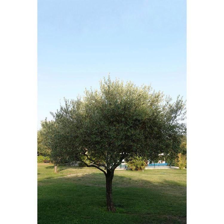 La Residence Du Moulin Tourrettes-sur-Loup Ngoại thất bức ảnh